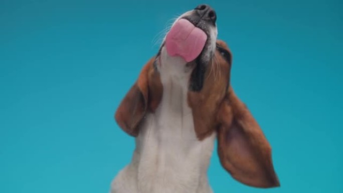 演播室蓝色背景前饥饿的小比格犬小狗舌头伸出舔透明有机玻璃慢动作项目视频