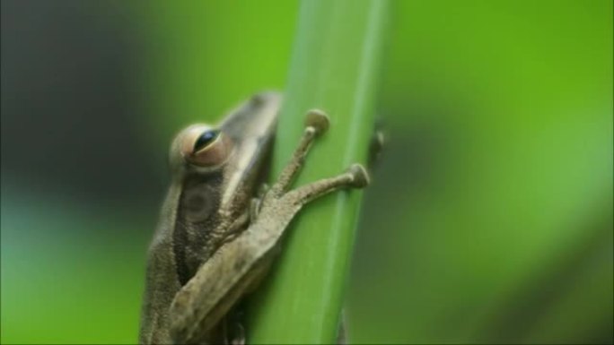 树上青蛙的特写镜头。青蛙高清视频。蛙是能在陆地和水上生活的两栖动物之一。