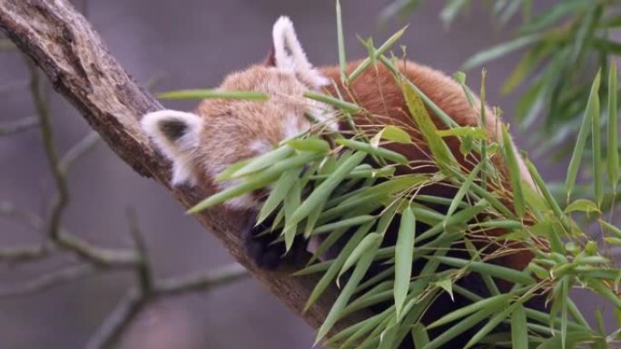 树上的小熊猫 (Ailurus fulgens)。森林栖息地可爱的熊猫。