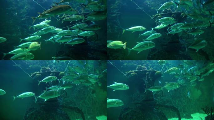 一群各种海鱼在水族馆的体积中迅速移动