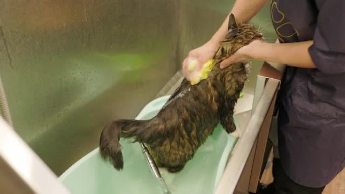 美容沙龙的美容师洗猫。猫洗澡。