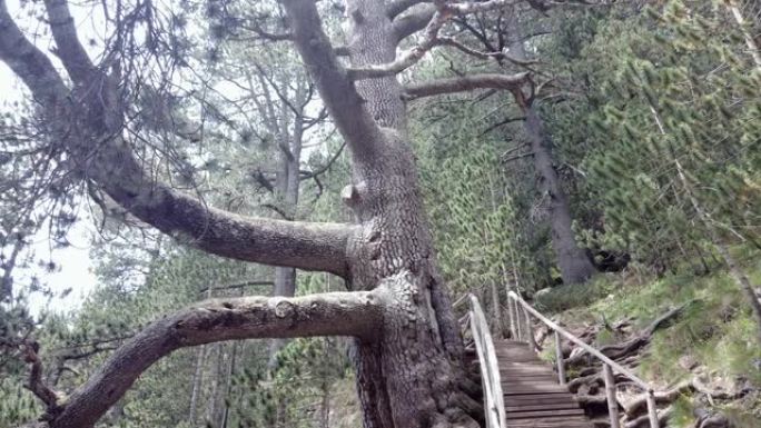 保加利亚班斯科森林皮林山上的老巨型橡树。村田树是游客的旅游胜地