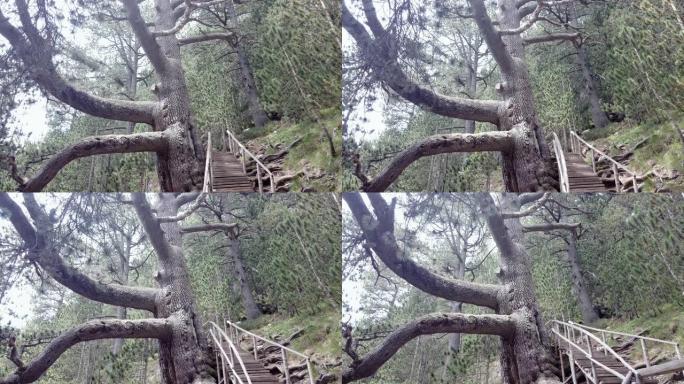 保加利亚班斯科森林皮林山上的老巨型橡树。村田树是游客的旅游胜地