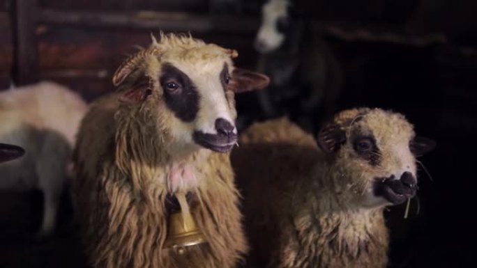 谷仓里的绵羊和羔羊