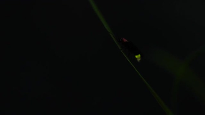 萤火虫。萤火虫粘在树叶上，拼命发光。