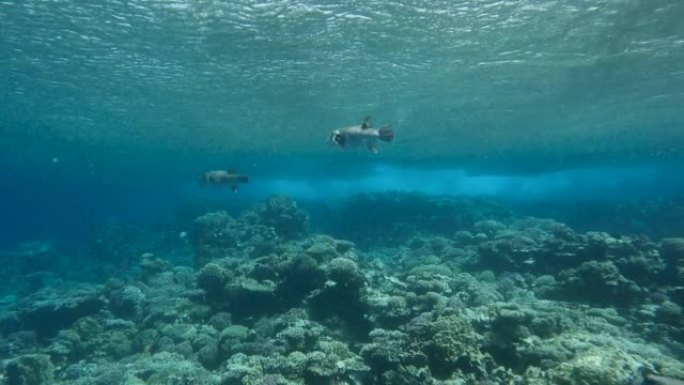 河豚浅滩在珊瑚礁上方的风暴浪潮下游泳。黑斑河豚或星Blaasop-Arothron stellatu