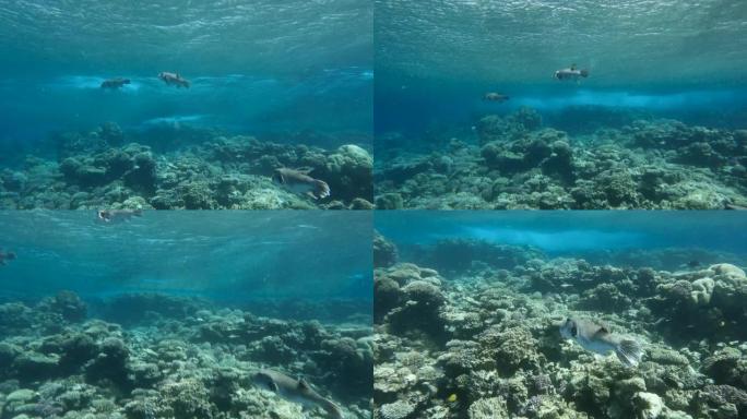 河豚浅滩在珊瑚礁上方的风暴浪潮下游泳。黑斑河豚或星Blaasop-Arothron stellatu