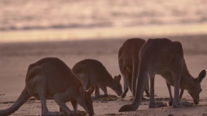 海滩上的袋鼠群:澳大利亚昆士兰