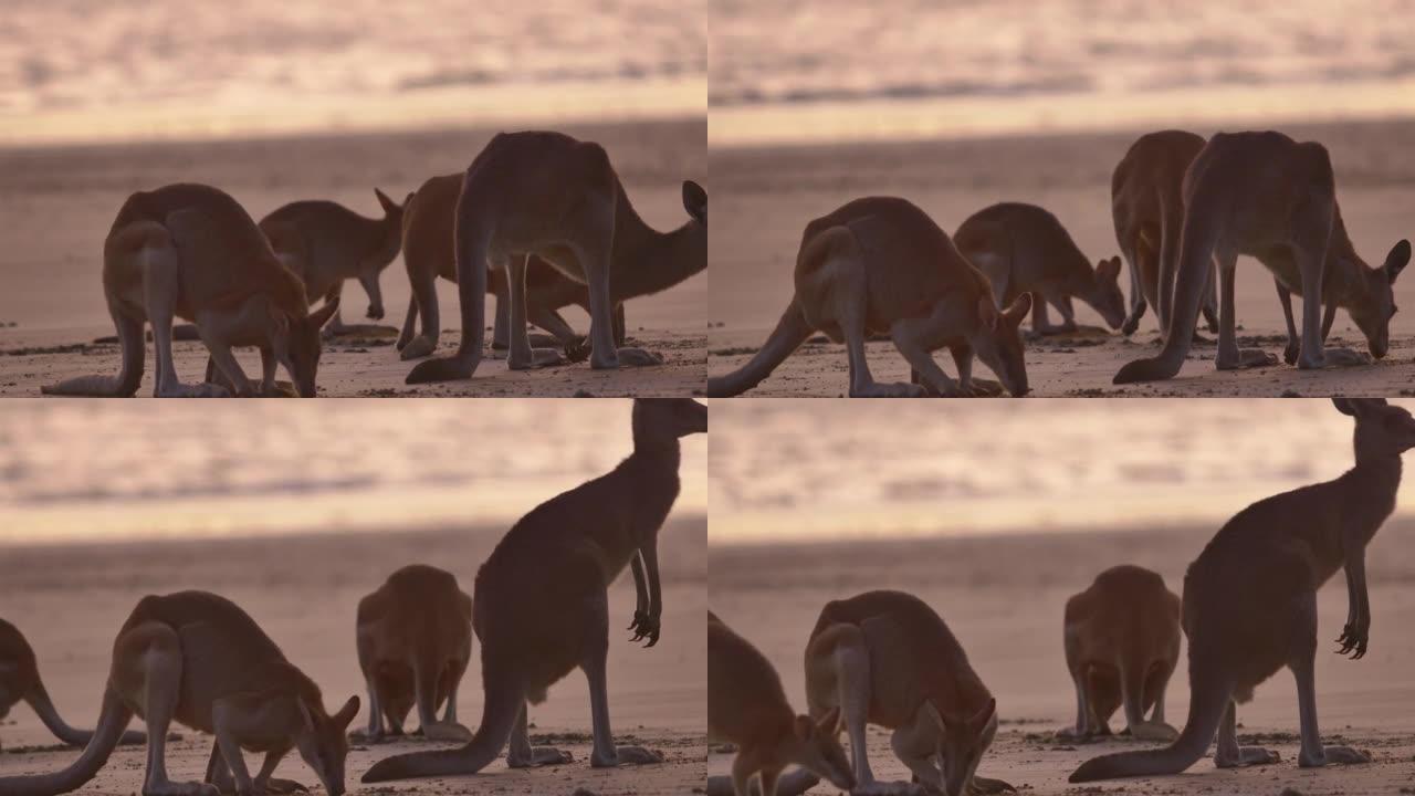海滩上的袋鼠群:澳大利亚昆士兰