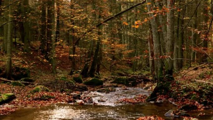 溪流在秋天的森林中流动