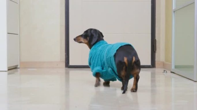 穿着亮蓝色毛圈长袍的黑色毛皮腊肠狗在酒店房间里跑，地板上有光瓷砖特写