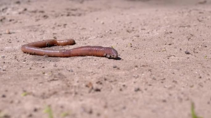 蚯蚓在阳光照射下在湿沙上爬行。特写。4K