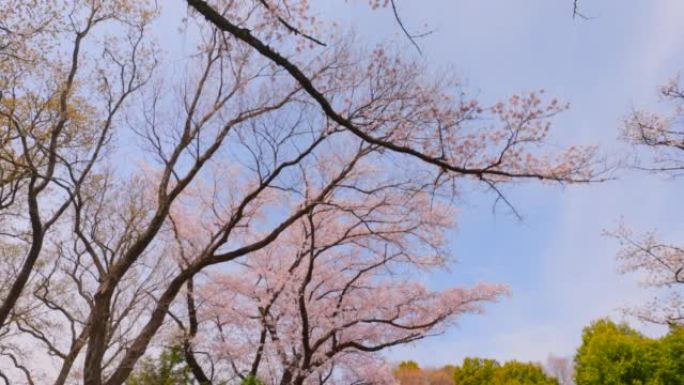 盛开的樱花樱花鲜花盛开复苏春暖花开