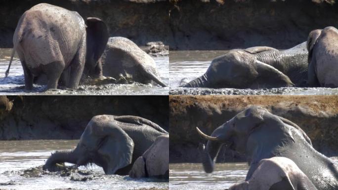 非洲大象在非洲洗泥浴