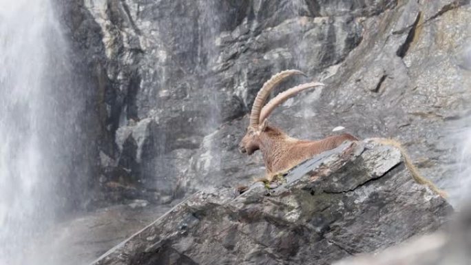 背景为塞里奥瀑布的阿尔卑斯山之王 (卡普拉ibex)