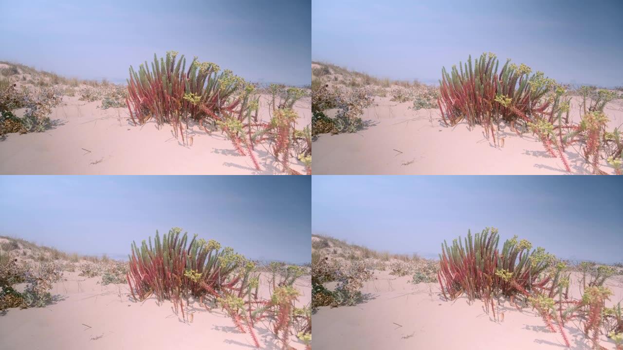 大西洋沿岸被风搅动的沙丘植物