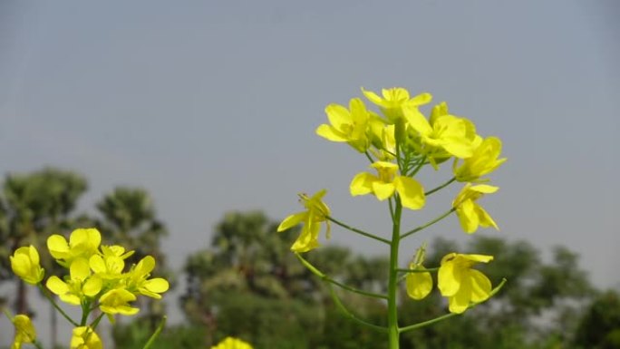 黄芥菜花蕾顶着天空中的阳光在风中摇曳。花朵对着阳光和天空的特写镜头。花卉植物的低角度镜头。慢动作视频