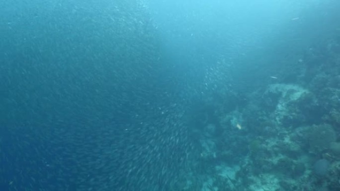 沙丁鱼学校一起移动风景海洋水下动物行为