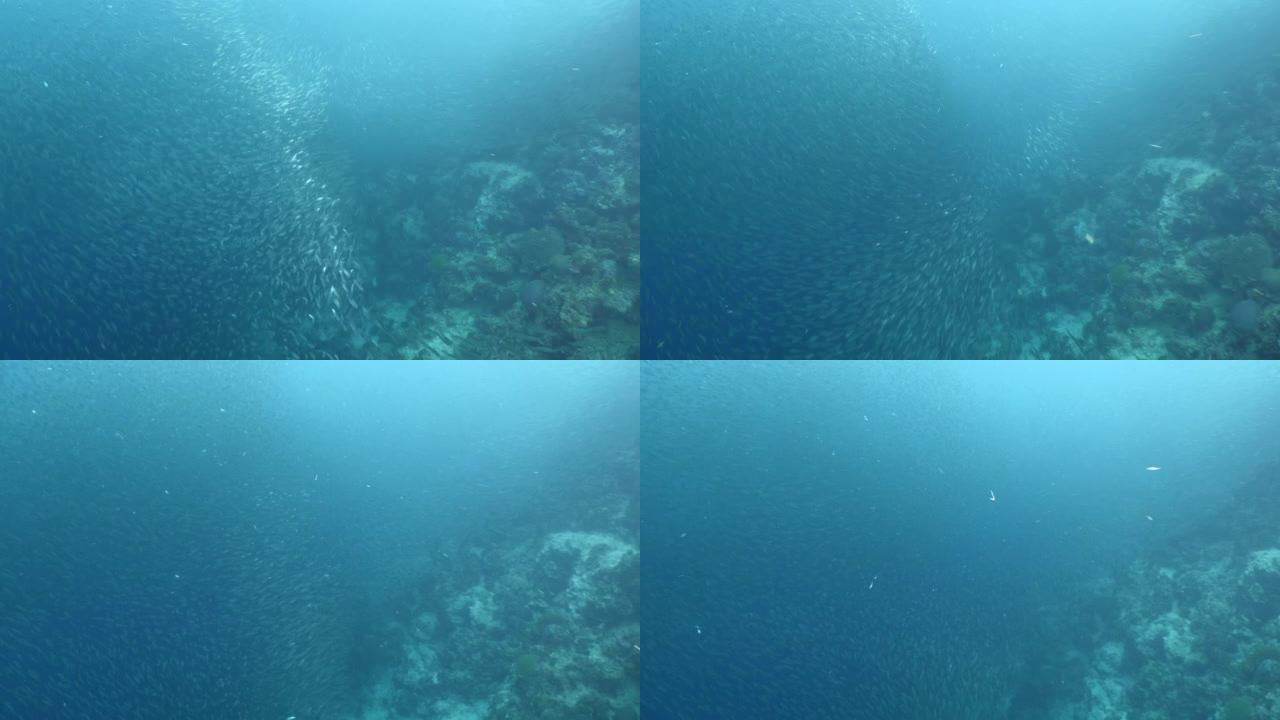 沙丁鱼学校一起移动风景海洋水下动物行为