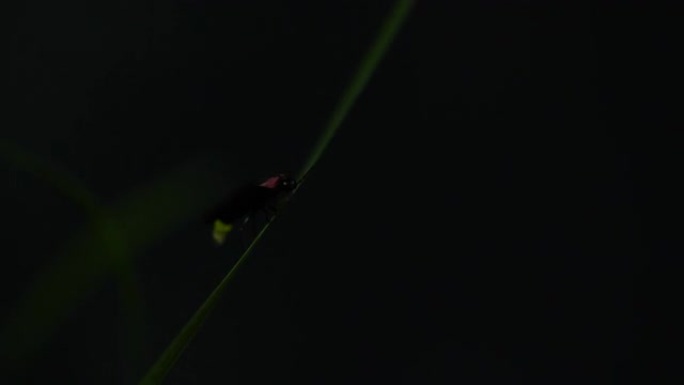 萤火虫。萤火虫粘在树叶上，拼命发光。