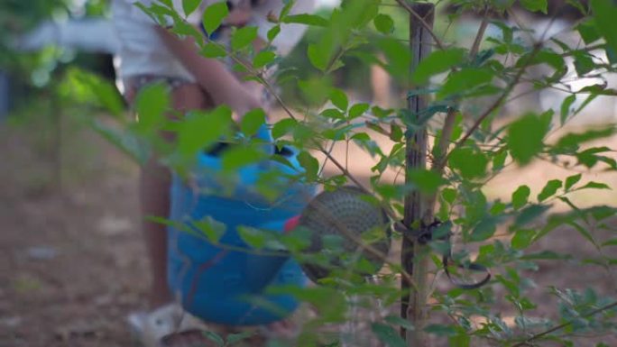 小女孩给树浇水植树节种树学生植树