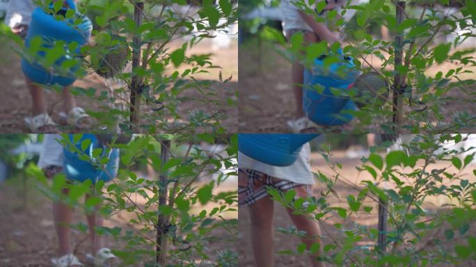 小女孩给树浇水植树节种树学生植树