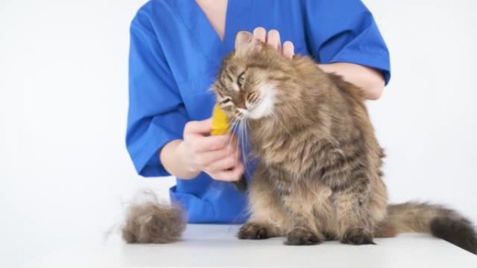 这个女孩在白色的桌子上梳理猫的皮毛