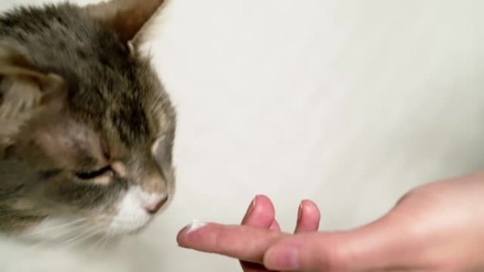 一只灰色的家猫从主人的手指上舔酸奶油。猫的枪口特写。
