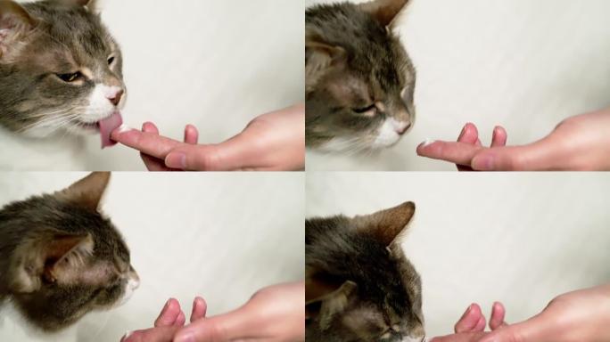 一只灰色的家猫从主人的手指上舔酸奶油。猫的枪口特写。