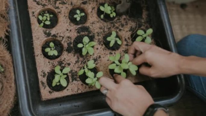 泰国妈妈在椰壳盆栽植物中手工种植罗勒。