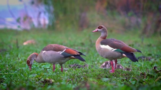 埃及鹅-鸭，鹅和天鹅科鸭，鹅和天鹅的成员，原产于撒哈拉沙漠和尼罗河谷以南的非洲，肯尼亚奈瓦沙湖附近的