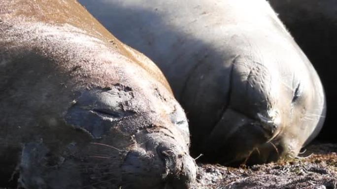 在南极洲睡觉的象海豹