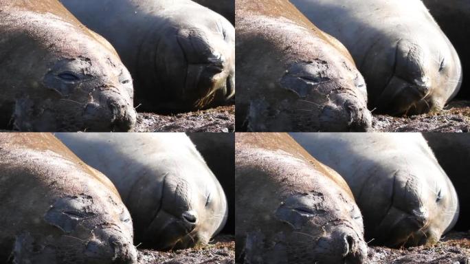 在南极洲睡觉的象海豹