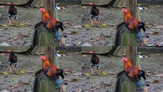 这些鸡被绑起来，准备在开斋节期间屠宰。因为没有笼子，鸡被拴在屋外。在印度尼西亚把家禽作为家养宠物。