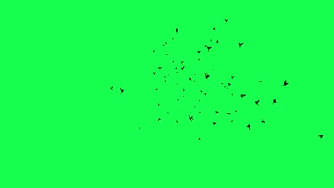 动画-绿色屏幕上飞舞的鸟群