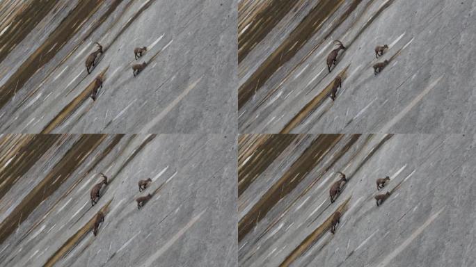 高山ibexes爬上Barbellino大坝的陡峭墙壁，以舔硝石，这是在混凝土建筑物上形成的风化。奥