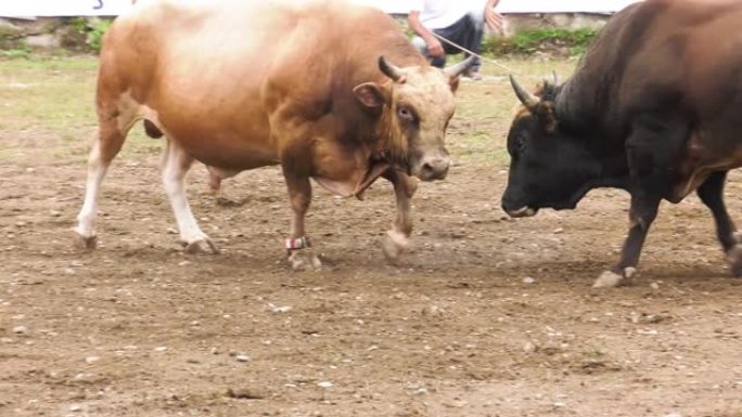 愤怒的公牛正在和他的对手战斗。土耳其的高加索节日。
