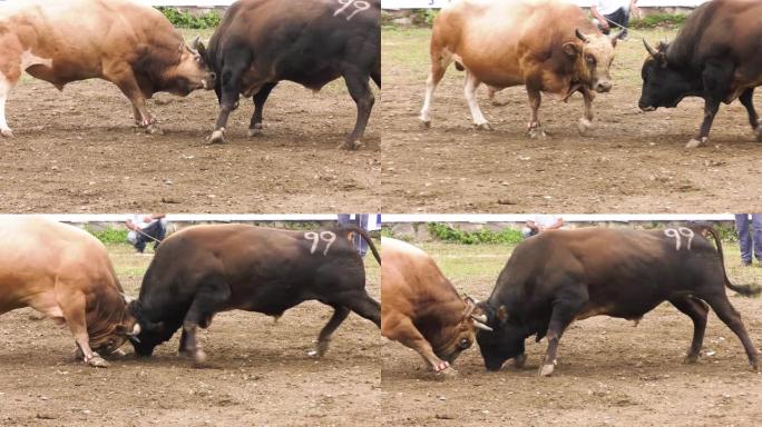 愤怒的公牛正在和他的对手战斗。土耳其的高加索节日。