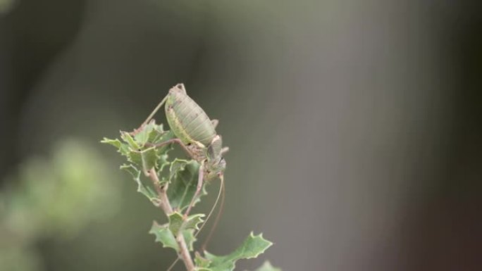 昆虫大绿色灌木-蟋蟀Tettigonia Viridissima在森林在Serra de Aire 