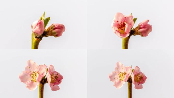 桃花盛开并在白色背景下旋转，以horisontal格式延时4k视频。春天李的视频。