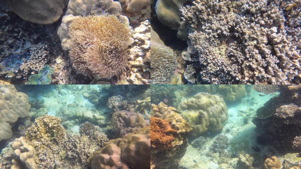 在covid 19病毒爆发后，泰国丽贝岛的海葵和珊瑚浮潜再次恢复了两个生育能力