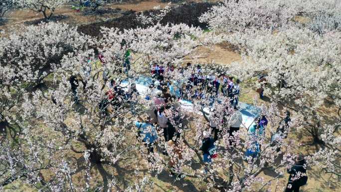 春天崂山北宅樱花-孩子在樱花树下绘画