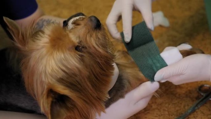 兽医用弹性绷带包扎狗爪的特写镜头。