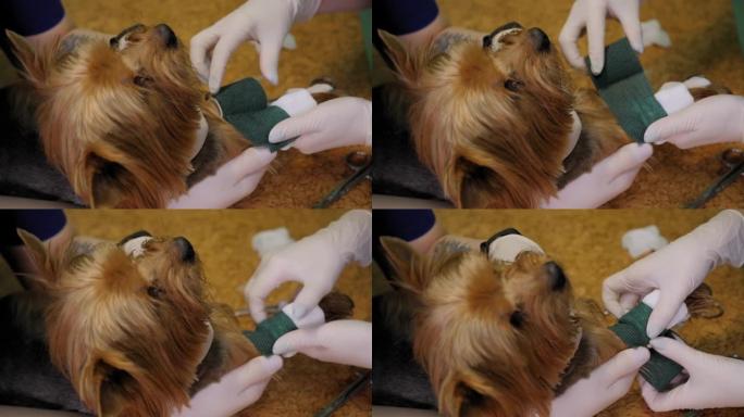 兽医用弹性绷带包扎狗爪的特写镜头。