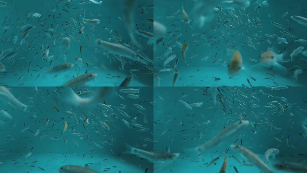 水下景观加拉鲁法鱼