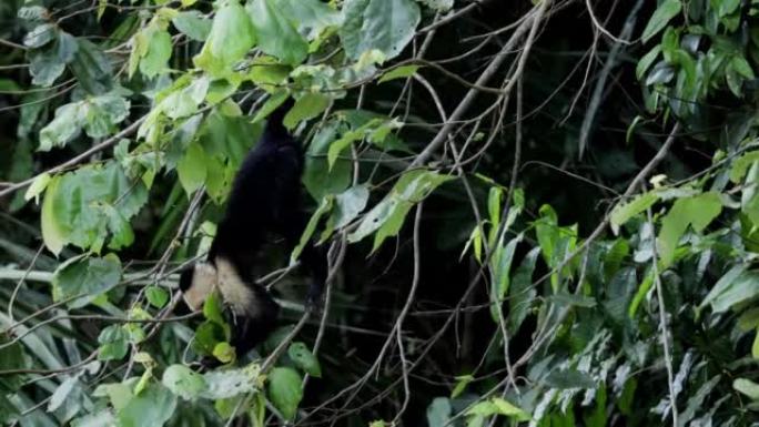 喂养野生卷尾猴: 巴拿马