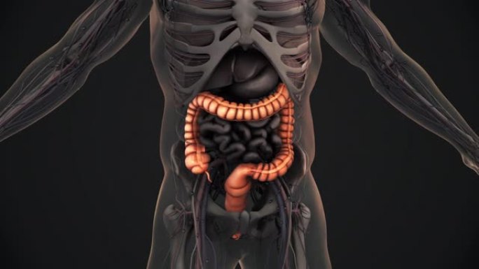 人体大肠解剖动画