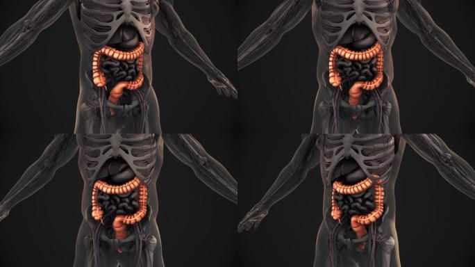 人体大肠解剖动画