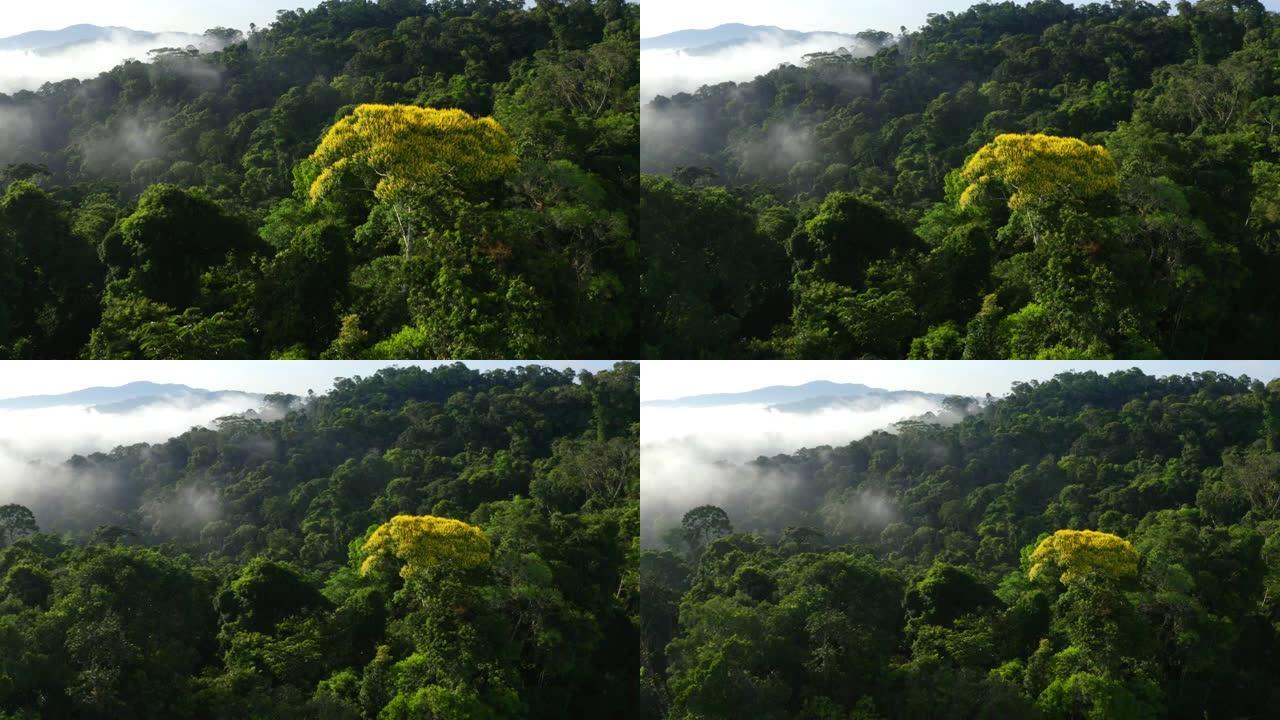令人惊叹的热带森林景观，亚马逊森林中的一棵黄色开花树