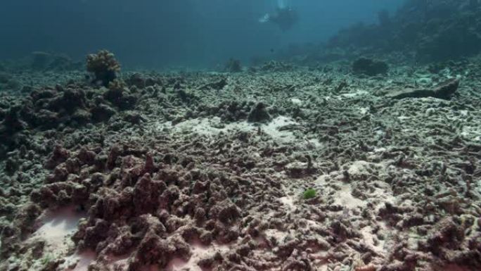 泰国北角西米兰群岛的水下珊瑚漂白
